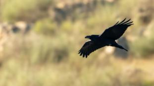 Corvus corax - Grand corbeau - Northern Raven (ang) - Cuervo grande (sp)