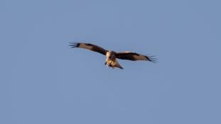 Milvus milvus - Milan royal - Red Kite (ang) - Milano Real (sp)