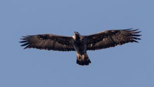 Aquila adalberti - Aigle ibérique - Aguila Imperial Ibérica (sp) - Spanish Imperial Eagle (ang)