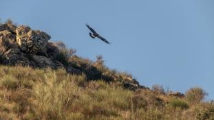 Aquila chrysaetos - Aigle royal - Golden eagle (ang) - Águila real (sp)