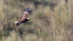 Aquila chrysaetos - Aigle royal - Golden eagle (ang) - Águila real (sp)