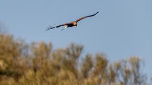 Aquila chrysaetos - Aigle royal - Golden eagle (ang) - Águila real (sp)