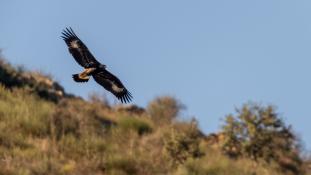 Aquila chrysaetos - Aigle royal - Golden eagle (ang) - Águila real (sp)