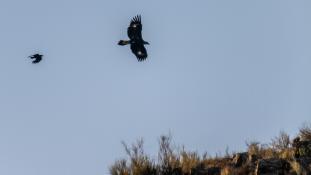 Aquila chrysaetos - Aigle royal - Golden eagle (ang) - Águila real (sp)