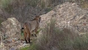 Lynx pardinus - Lynx ibérique - Iberian lynx  (ang) - Lince iberico (sp)