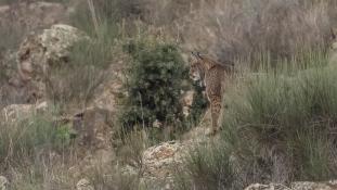 Lynx pardinus - Lynx ibérique - Iberian lynx  (ang) - Lince iberico (sp)