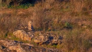 Lynx pardinus - Lynx ibérique - Iberian lynx  (ang) - Lince iberico (sp)