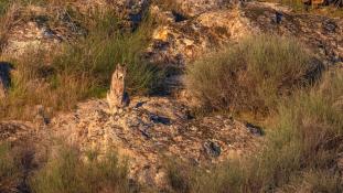 Lynx pardinus - Lynx ibérique - Iberian lynx  (ang) - Lince iberico (sp)