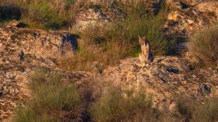 Lynx pardinus - Lynx ibérique - Iberian lynx  (ang) - Lince iberico (sp)