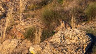 Lynx pardinus - Lynx ibérique - Iberian lynx  (ang) - Lince iberico (sp)