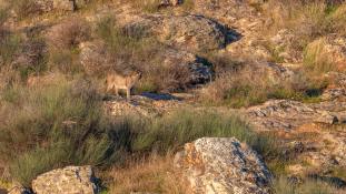 Lynx pardinus - Lynx ibérique - Iberian lynx  (ang) - Lince iberico (sp)