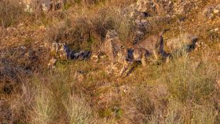 Lynx pardinus - Lynx ibérique - Iberian lynx  (ang) - Lince iberico (sp)