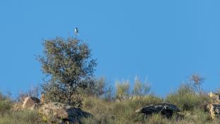 Lanius meridionalis - Pie-grièche méridionale - Iberian grey shrike (ang) - Alcaudón real (sp)