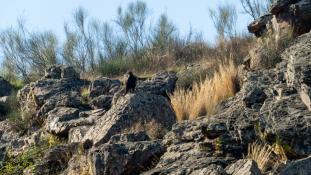 Aquila chrysaetos - Aigle royal - Golden eagle (ang) - Águila real (sp)