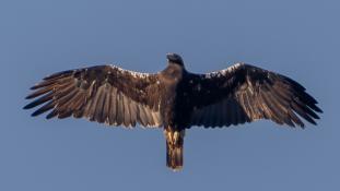 Aquila adalberti - Aigle ibérique - Aguila Imperial Ibérica (sp) - Spanish Imperial Eagle (ang)