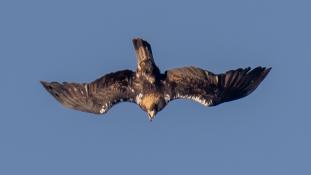 Aquila adalberti - Aigle ibérique - Aguila Imperial Ibérica (sp) - Spanish Imperial Eagle (ang)