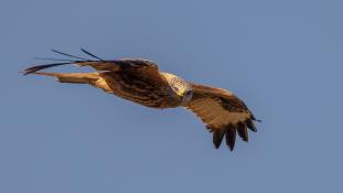 Milvus milvus - Milan royal - Red Kite (ang) - Milano Real (sp)