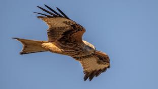 Milvus milvus - Milan royal - Red Kite (ang) - Milano Real (sp)