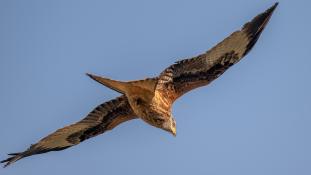 Milvus milvus - Milan royal - Red Kite (ang) - Milano Real (sp)