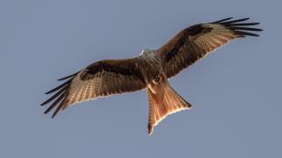 Milvus milvus - Milan royal - Red Kite (ang) - Milano Real (sp)