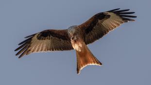 Milvus milvus - Milan royal - Red Kite (ang) - Milano Real (sp)