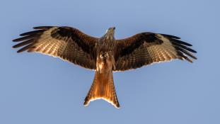 Milvus milvus - Milan royal - Red Kite (ang) - Milano Real (sp)