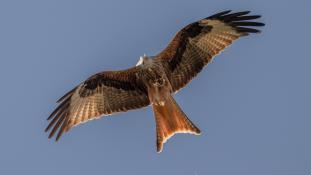 Milvus milvus - Milan royal - Red Kite (ang) - Milano Real (sp)