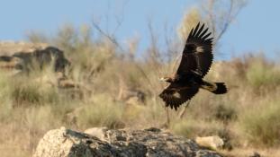 Aquila chrysaetos - Aigle royal - Golden eagle (ang) - Águila real (sp)