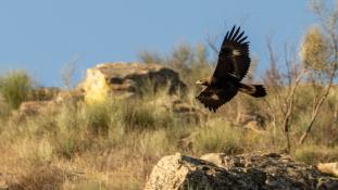 Aquila chrysaetos - Aigle royal - Golden eagle (ang) - Águila real (sp)