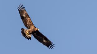 Aquila chrysaetos - Aigle royal - Golden eagle (ang) - Águila real (sp)