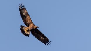 Aquila chrysaetos - Aigle royal - Golden eagle (ang) - Águila real (sp)