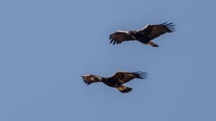 Aquila chrysaetos - Aigle royal - Golden eagle (ang) - Águila real (sp)