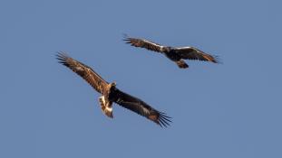 Aquila adalberti - Aigle ibérique - Aguila Imperial Ibérica (sp) - Spanish Imperial Eagle (ang)