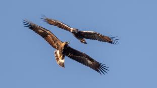 Aquila adalberti - Aigle ibérique - Aguila Imperial Ibérica (sp) - Spanish Imperial Eagle (ang)