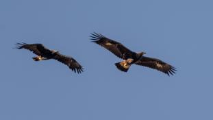 Aquila adalberti - Aigle ibérique - Aguila Imperial Ibérica (sp) - Spanish Imperial Eagle (ang)