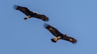 Aquila adalberti - Aigle ibérique - Aguila Imperial Ibérica (sp) - Spanish Imperial Eagle (ang)