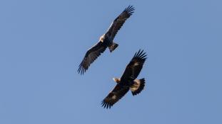 Aquila adalberti - Aigle ibérique - Aguila Imperial Ibérica (sp) - Spanish Imperial Eagle (ang)