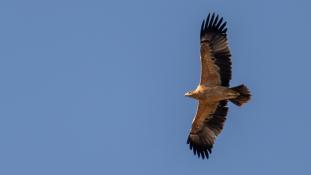 Aquila adalberti - Aigle ibérique - Aguila Imperial Ibérica (sp) - Spanish Imperial Eagle (ang)