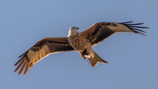 Milvus milvus - Milan royal - Red Kite (ang) - Milano Real (sp)