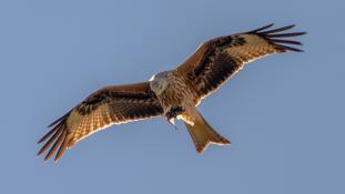 Milvus milvus - Milan royal - Red Kite (ang) - Milano Real (sp)