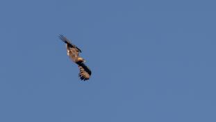 Aquila adalberti - Aigle ibérique - Aguila Imperial Ibérica (sp) - Spanish Imperial Eagle (ang)