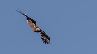 Aquila adalberti - Aigle ibérique - Aguila Imperial Ibérica (sp) - Spanish Imperial Eagle (ang)