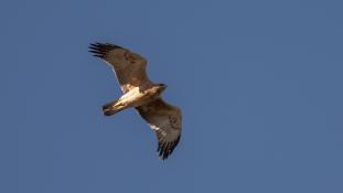 Aquila fasciata - Aigle de Bonelli - Bonelli's eagle (ang) - Águila azor perdicera (sp)