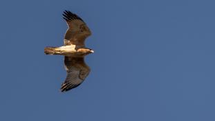 Aquila fasciata - Aigle de Bonelli - Bonelli's eagle (ang) - Águila azor perdicera (sp)