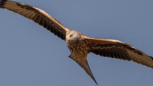 Milvus milvus - Milan royal - Red Kite (ang) - Milano Real (sp)