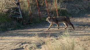 Lynx pardinus - Lynx ibérique - Iberian lynx  (ang) - Lince iberico (sp)