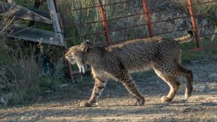 Lynx pardinus - Lynx ibérique - Iberian lynx  (ang) - Lince iberico (sp)