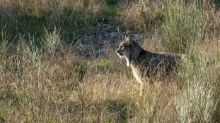 Lynx pardinus - Lynx ibérique - Iberian lynx  (ang) - Lince iberico (sp)