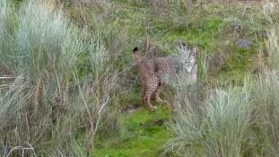 Lynx pardinus - Lynx ibérique - Iberian lynx  (ang) - Lince iberico (sp)