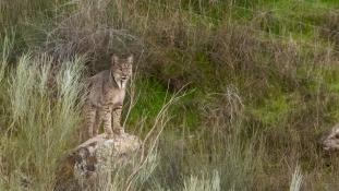 Lynx pardinus - Lynx ibérique - Iberian lynx  (ang) - Lince iberico (sp)